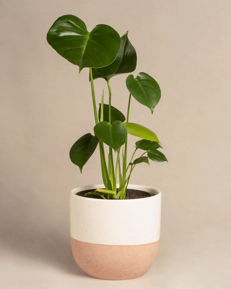 feey-variado-monstera-deliciosa-fensterblatt-ohne-bertopf image 5