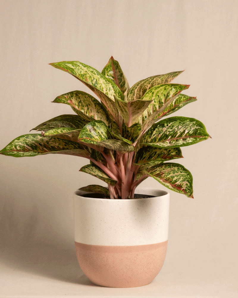 feey-variado-aglaonema-painted-celebration-zimmerpflanze-bunt image 5