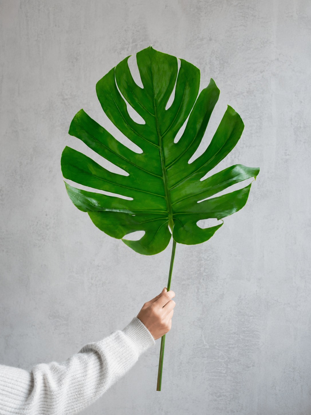 blumigo-blattwerk-monstera-bl-tter-gro-schnittgr-n image 1