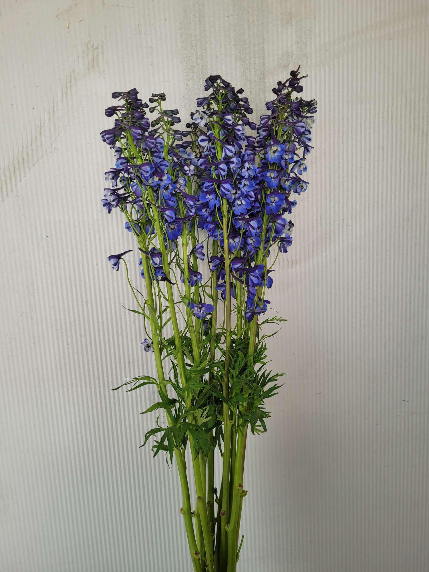 blumigo-l-wenm-ulchen-rittersporn-donna-schnittblume-blau image 4