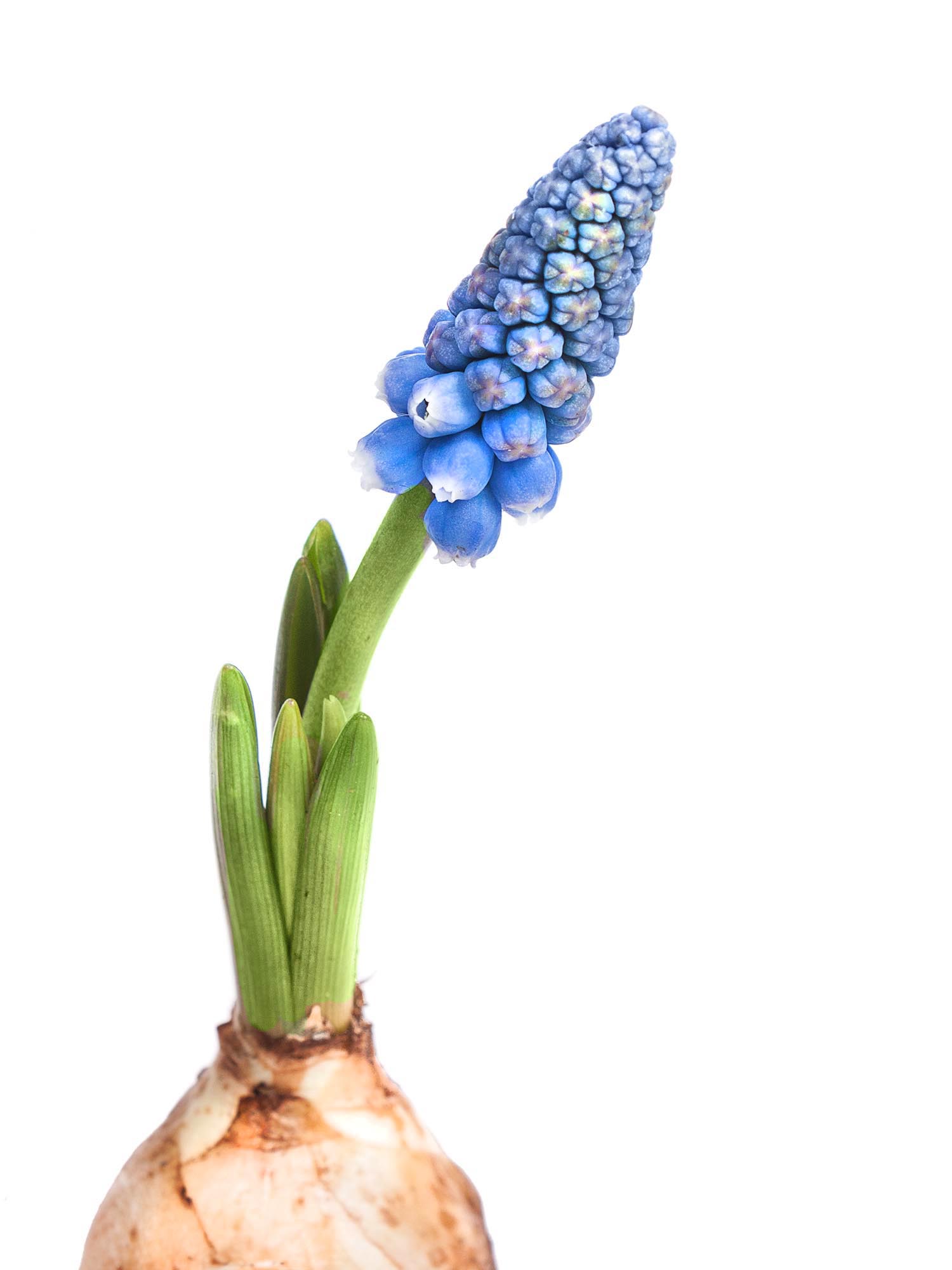 blumigo-fr-hlingsknollen-traubenhyazinthen-muscari-knollen-blau image 2