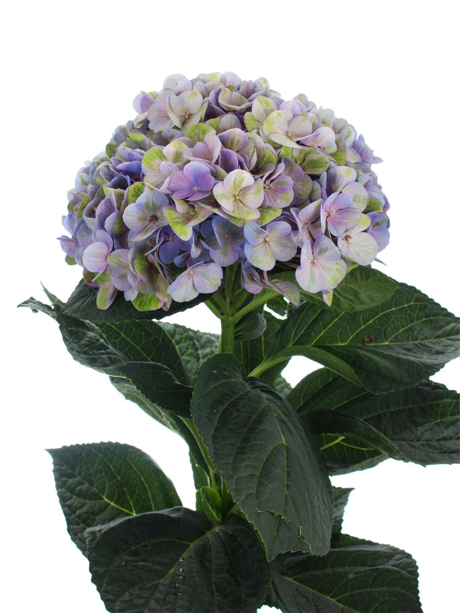 blumigo-hortensie-magical-coral-schnittblume-blau-lila-gr-n image 1