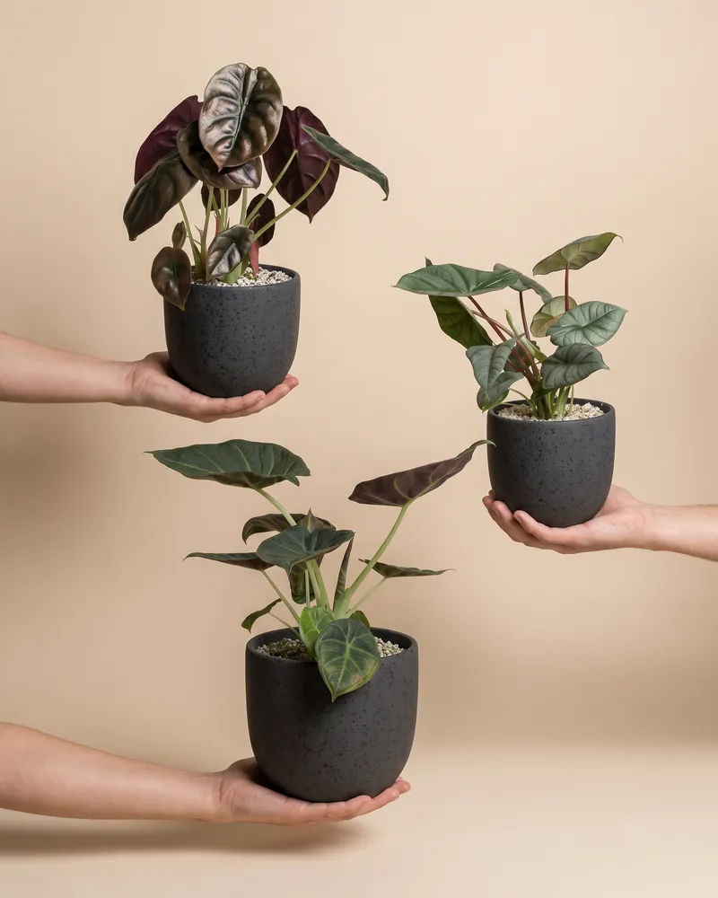 feey-variado-alocasia-trio-zimmerpflanzen-3er-set image 1