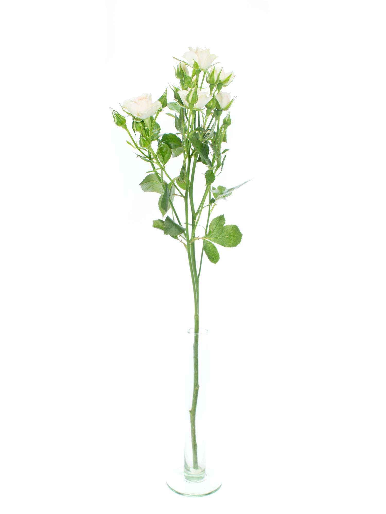 blumigo-rosen-cream-gracia-rose-verzweigt-creme image 3