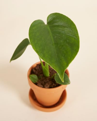 plnts-babyplnts-monstera-deliciosa-zimmerpflanze-20cm image 8