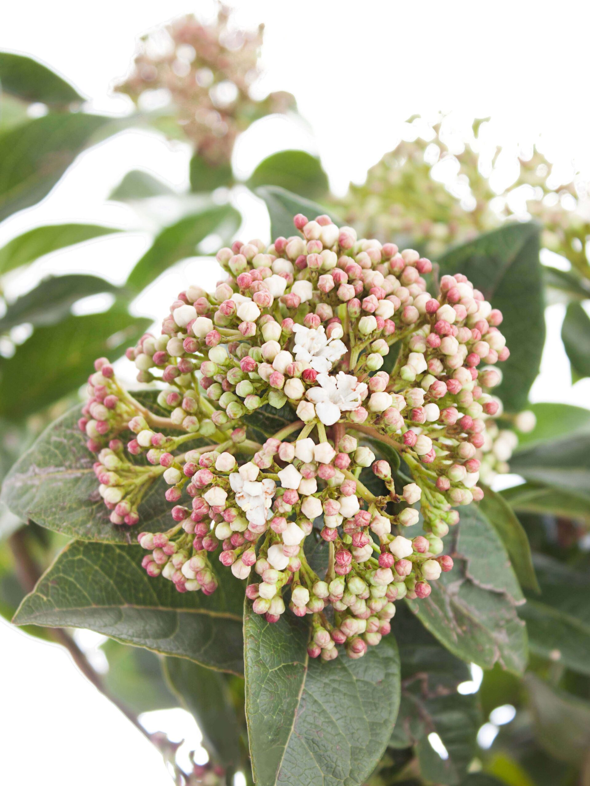 blumigo-viburnum-macrophylla-greenery-weiss-rot image 1