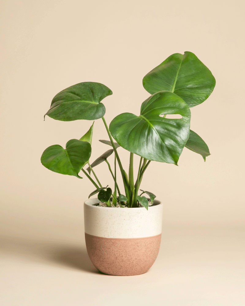 feey-variado-monstera-deliciosa-fensterblatt-ohne-bertopf-2 image 4