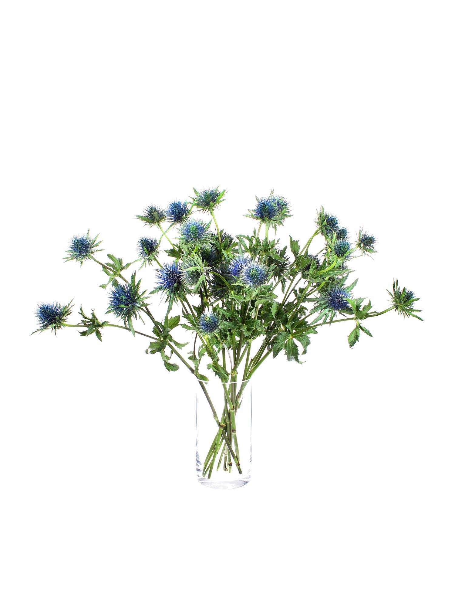 blumigo-disteln-magnetar-qstar-schnittblume-blau image 4