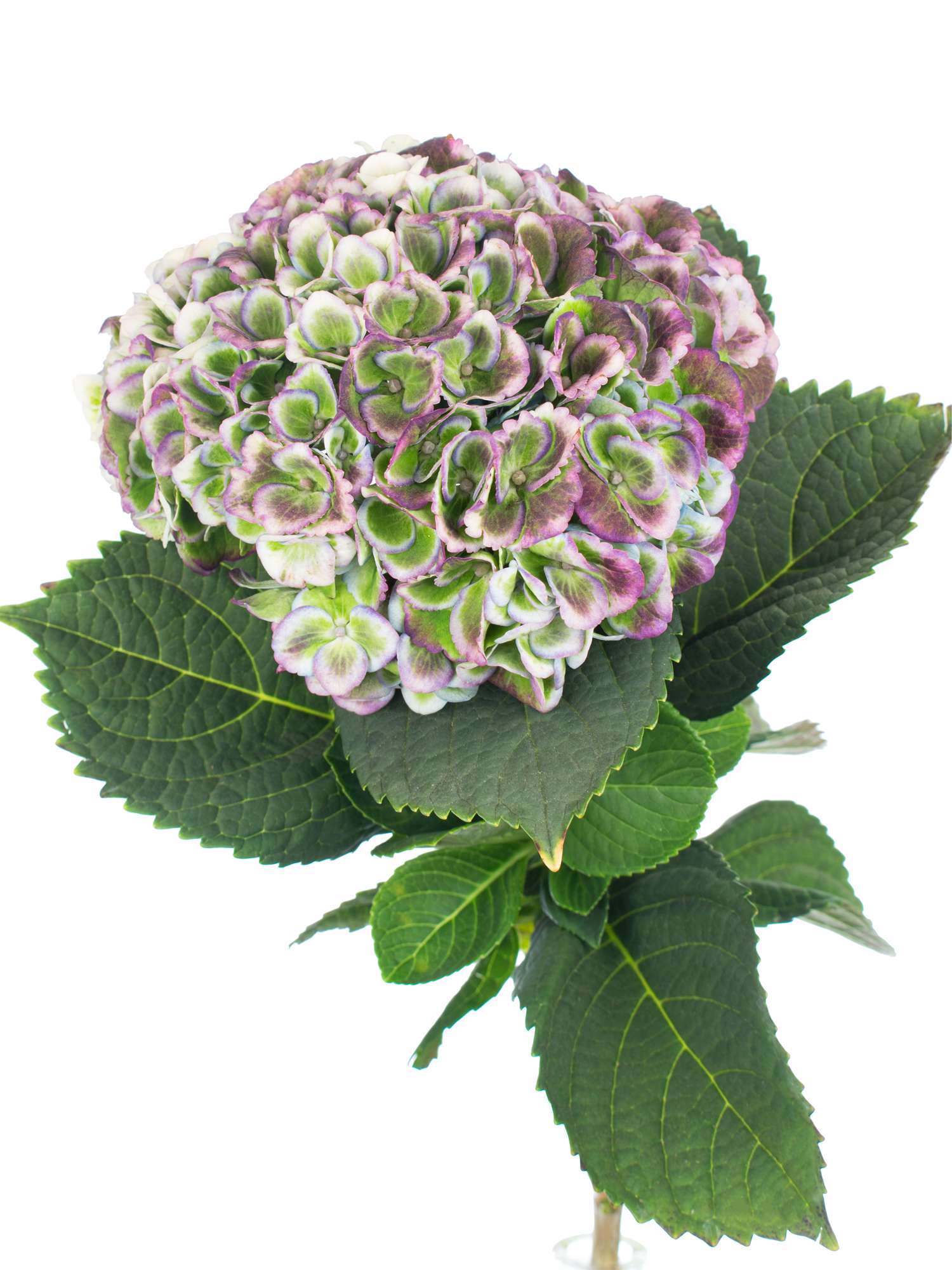 blumigo-hortensien-revolution-classic-gr-n-blau-stiel image 1