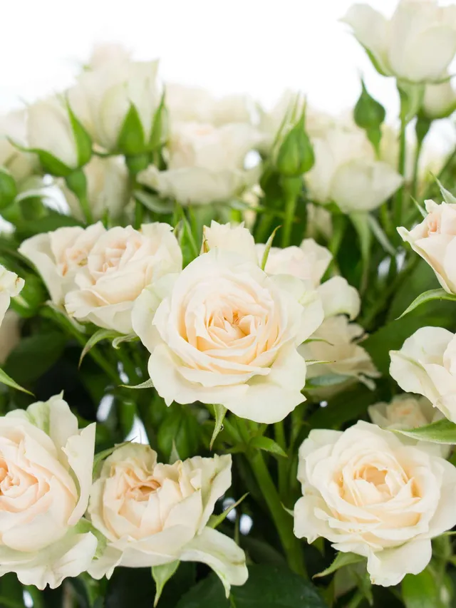 blumigo-rosen-cream-gracia-rose-verzweigt-creme image 1