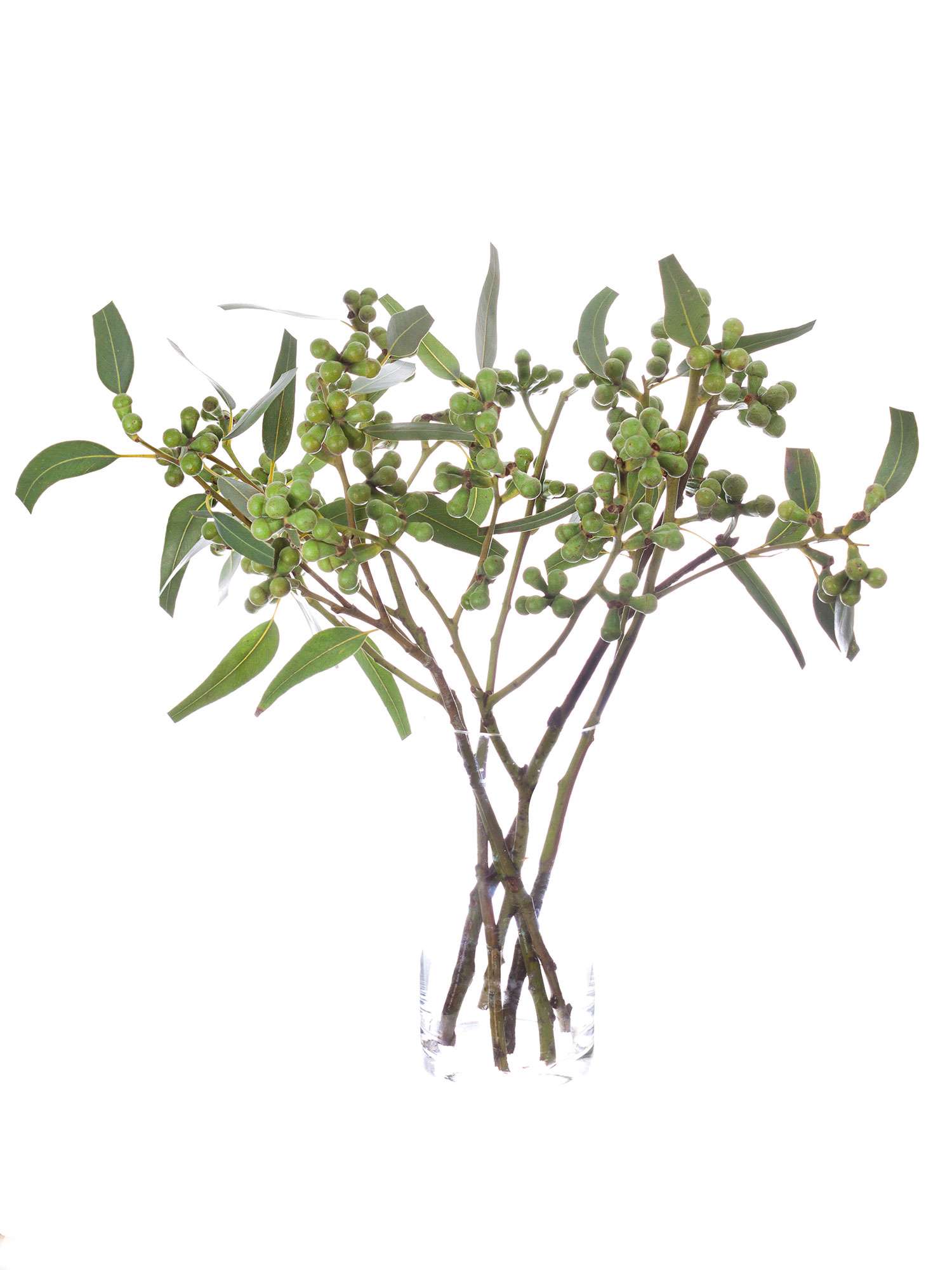 blumigo-eukalyptus-fruchtst-nde-gr-n-bund image 2