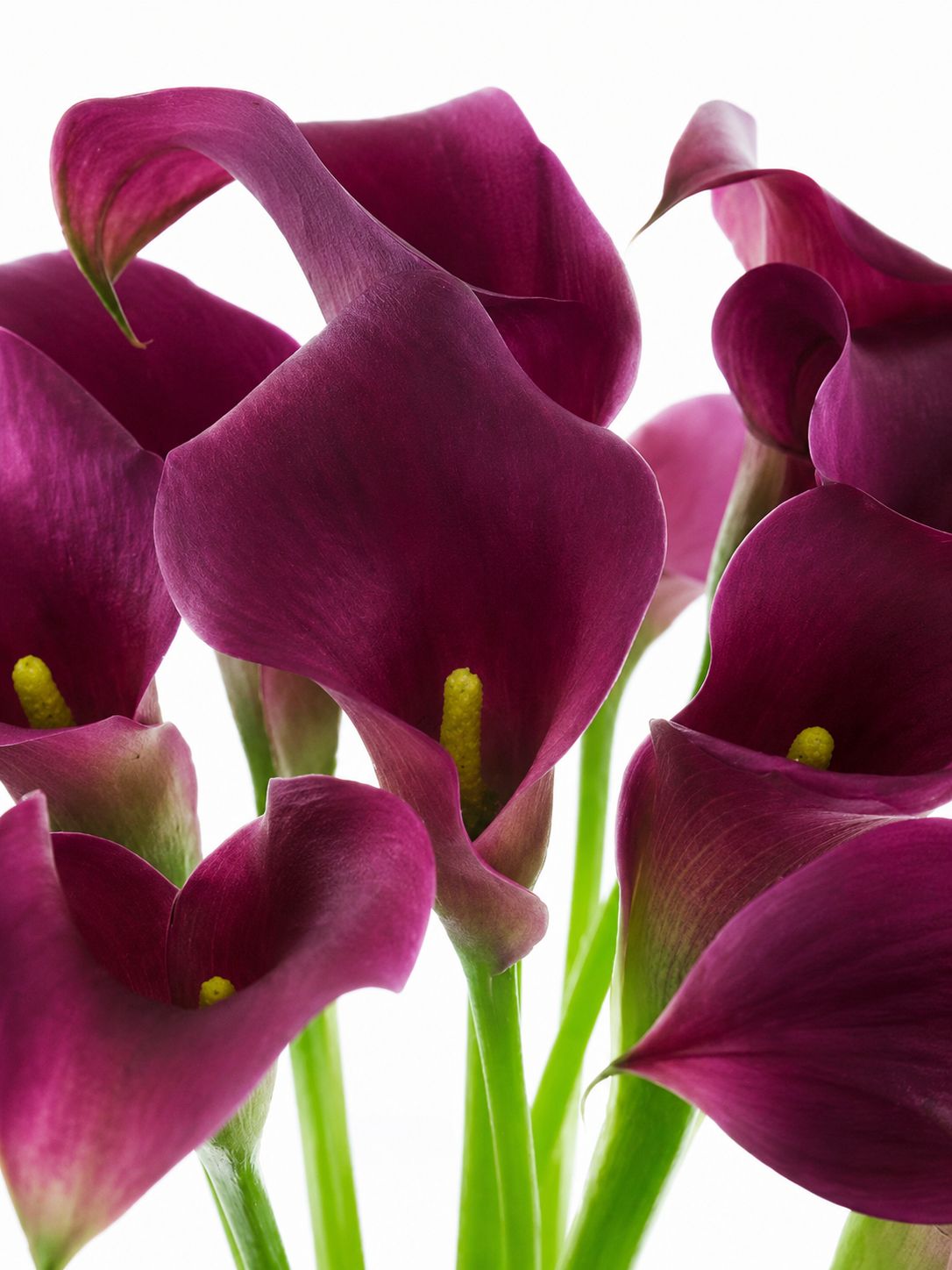 blumigo-calla-captain-promise-schnittblume-aubergine image 1