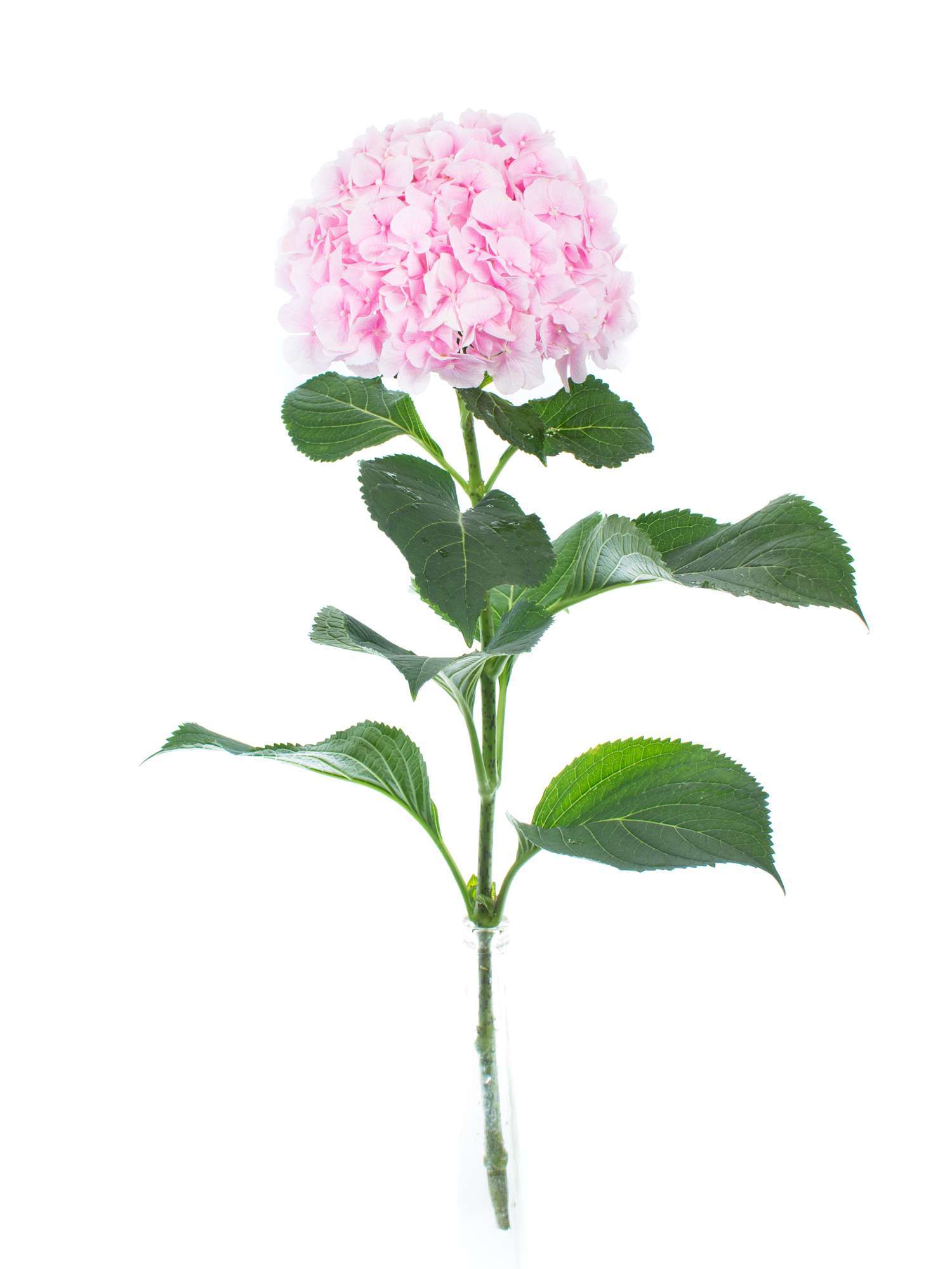blumigo-hortensien-hortensie-verena-schnittblume-rosa image 4