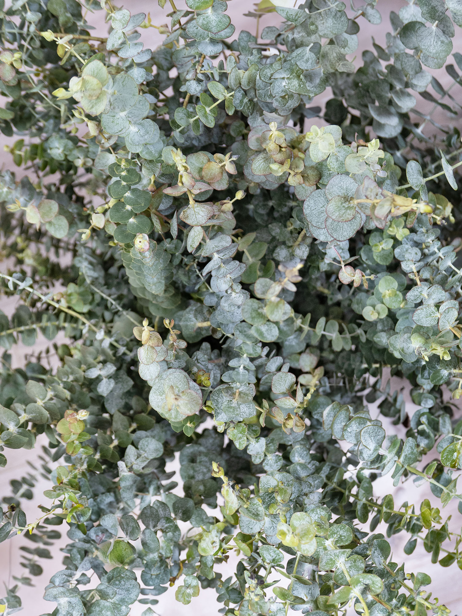 blumigo-eukalyptus-baby-blue-bund-silber-gr-n-duftend image 6