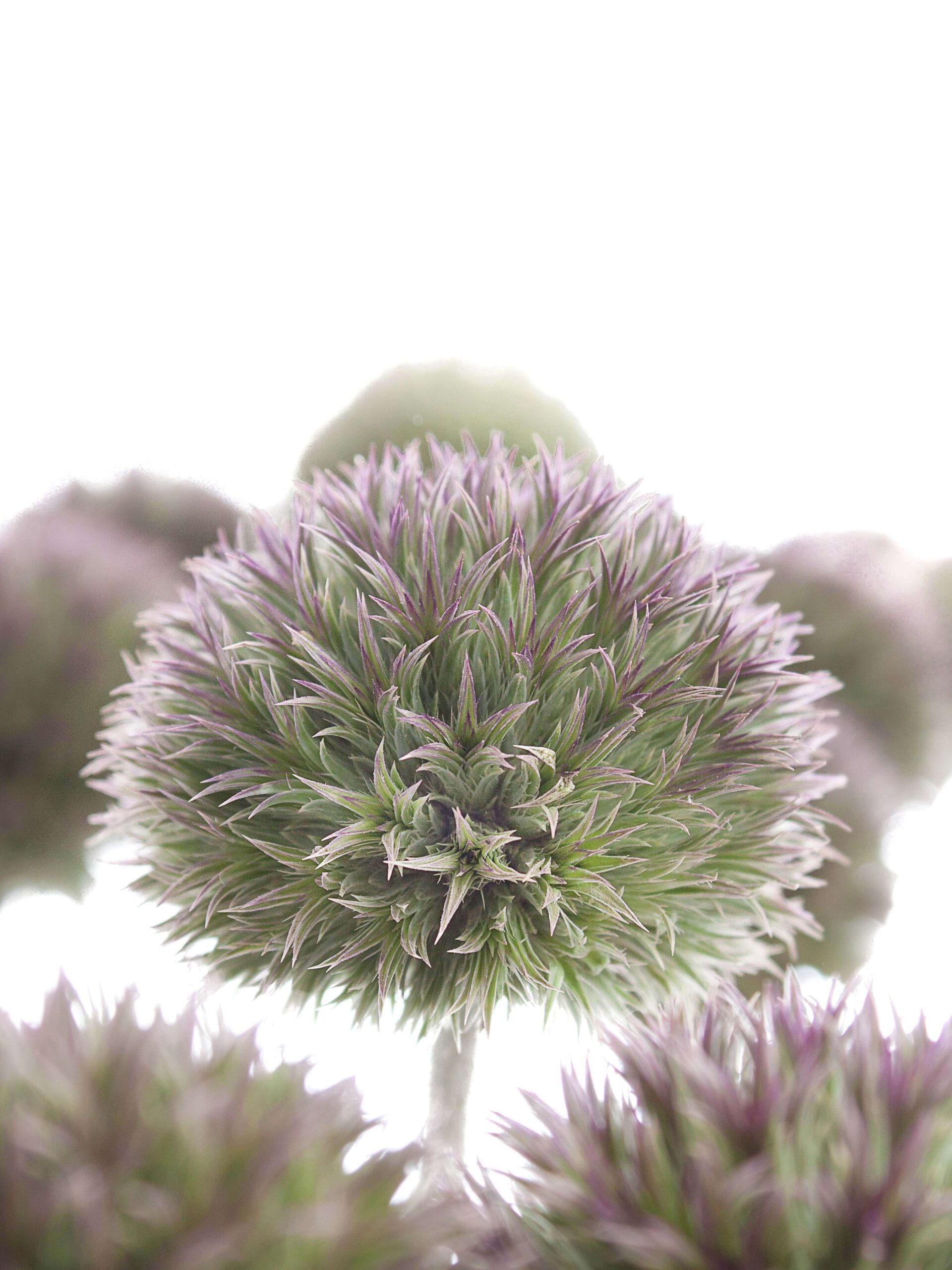 blumigo-disteln-kugeldisteln-grau-violett-schnittblume image 1