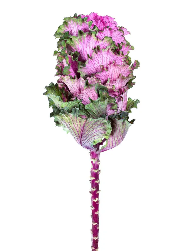 blumigo-herbstdeko-zierkohl-xl-first-lady-violett-gr-n image 1