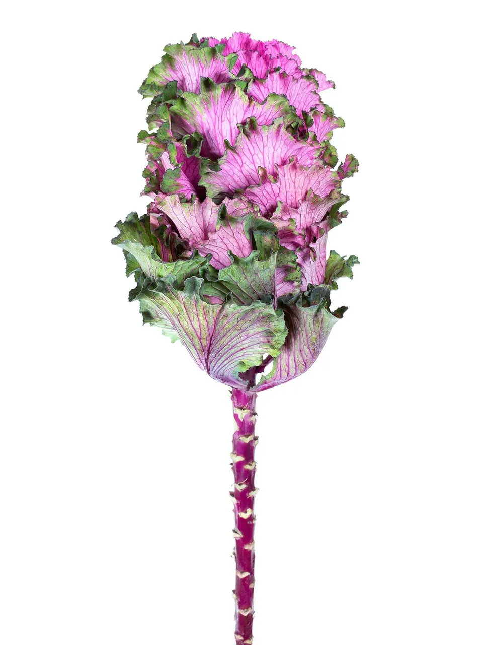 blumigo-herbstdeko-zierkohl-xl-first-lady-violett-gr-n image 1
