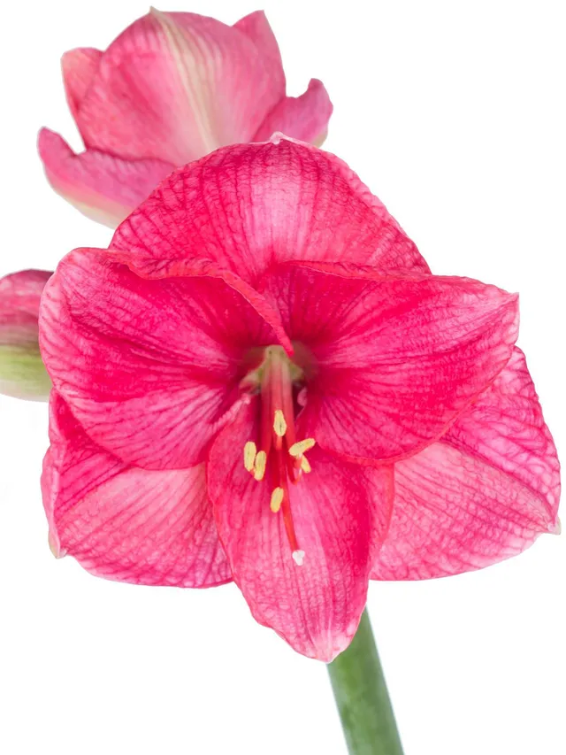 blumigo-amaryllis-bolero-schnittblume-pink-f-r-bodenvase image 1