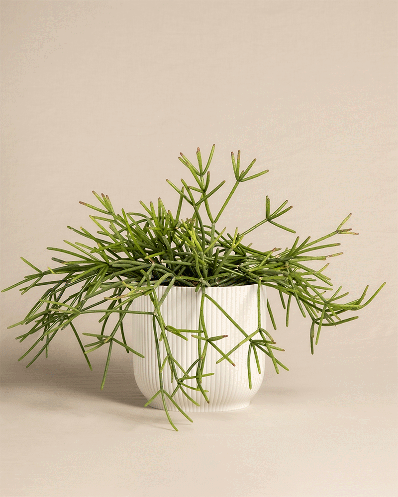 feey-variado-rhipsalis-neves-armondii-zimmerpflanze-ohne-bertopf image 7