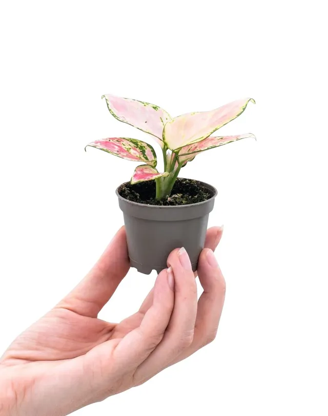 plnts-babyplnts-aglaonema-red-valentine-zimmerpflanze-15-cm image 1