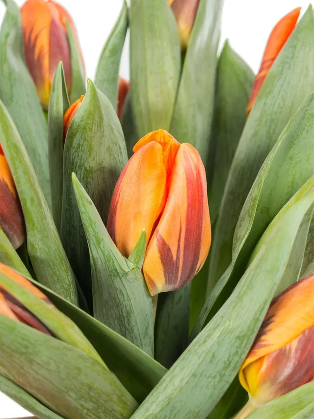 blumigo-tulpen-princess-irene-schnittblumen-orange image 1
