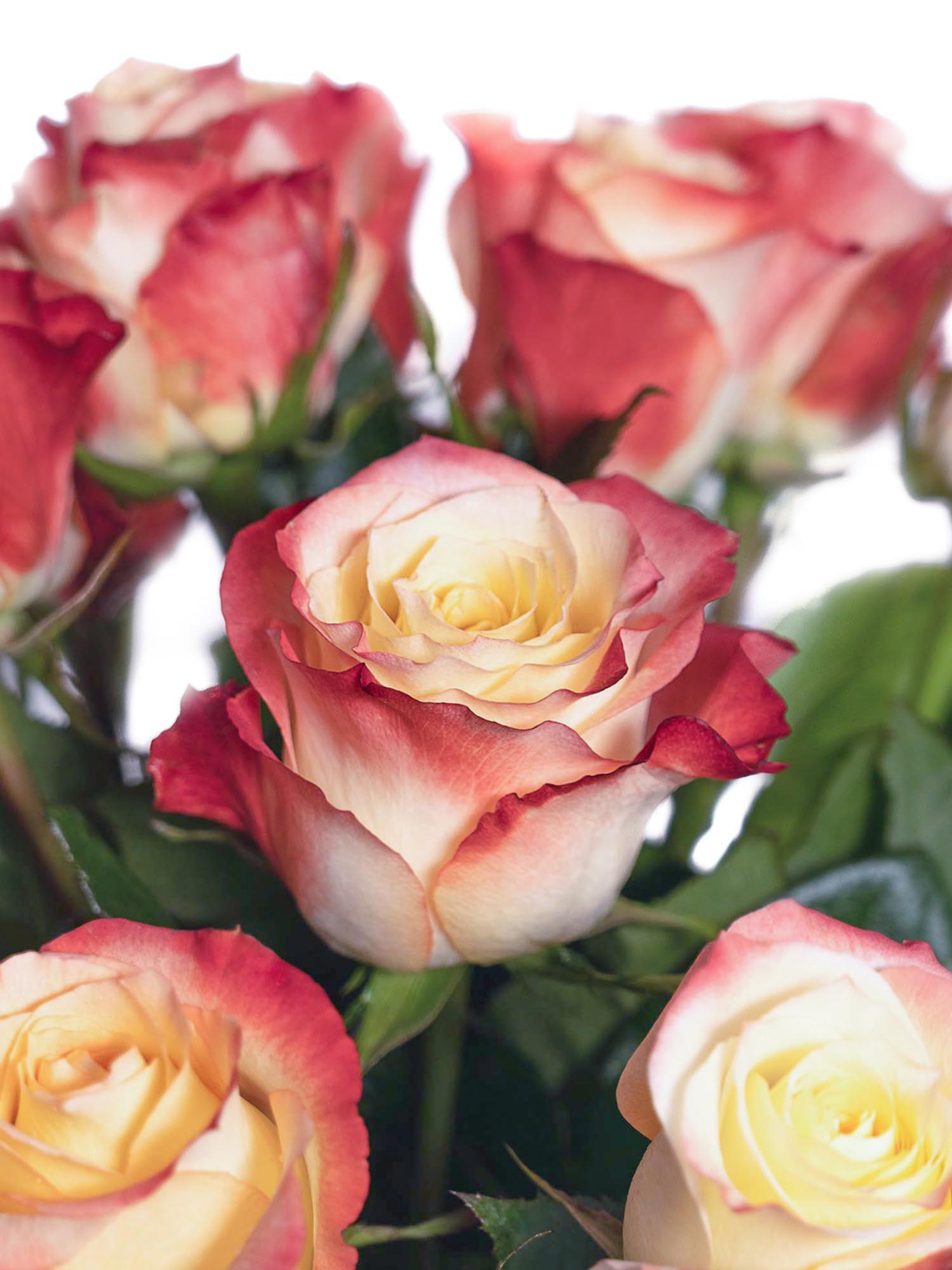 blumigo-rosen-cabaret-rose-creme-rot-frisch image 1