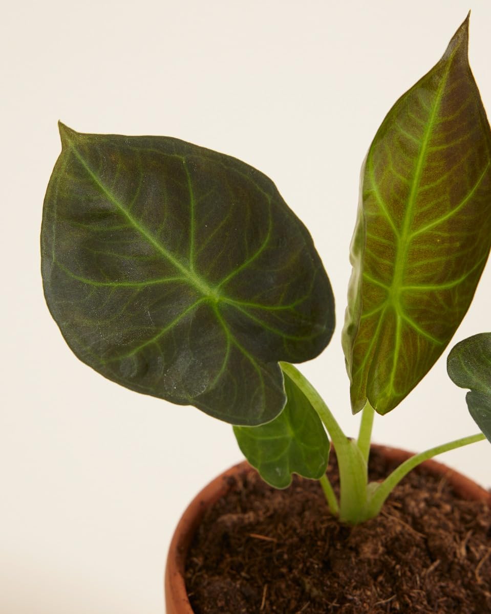 plnts-babyplnts-alocasia-regal-shield-zimmerpflanze-12-cm-dunkelgr-n image 3