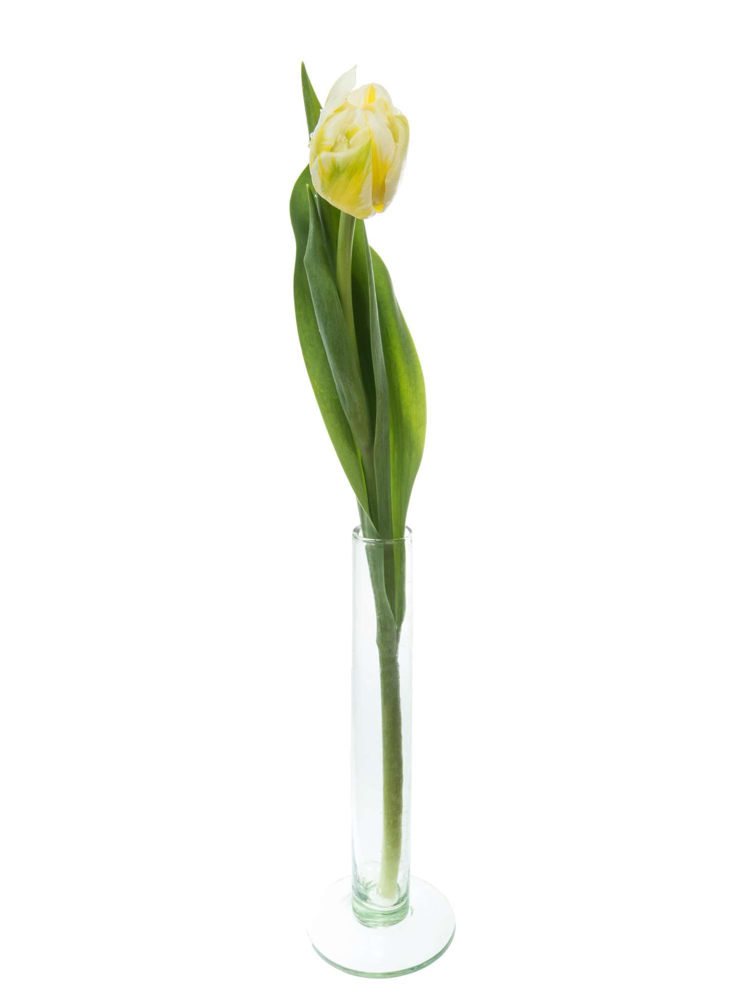blumigo-tulpen-flaming-evita-gef-llt-wei-gelb image 3