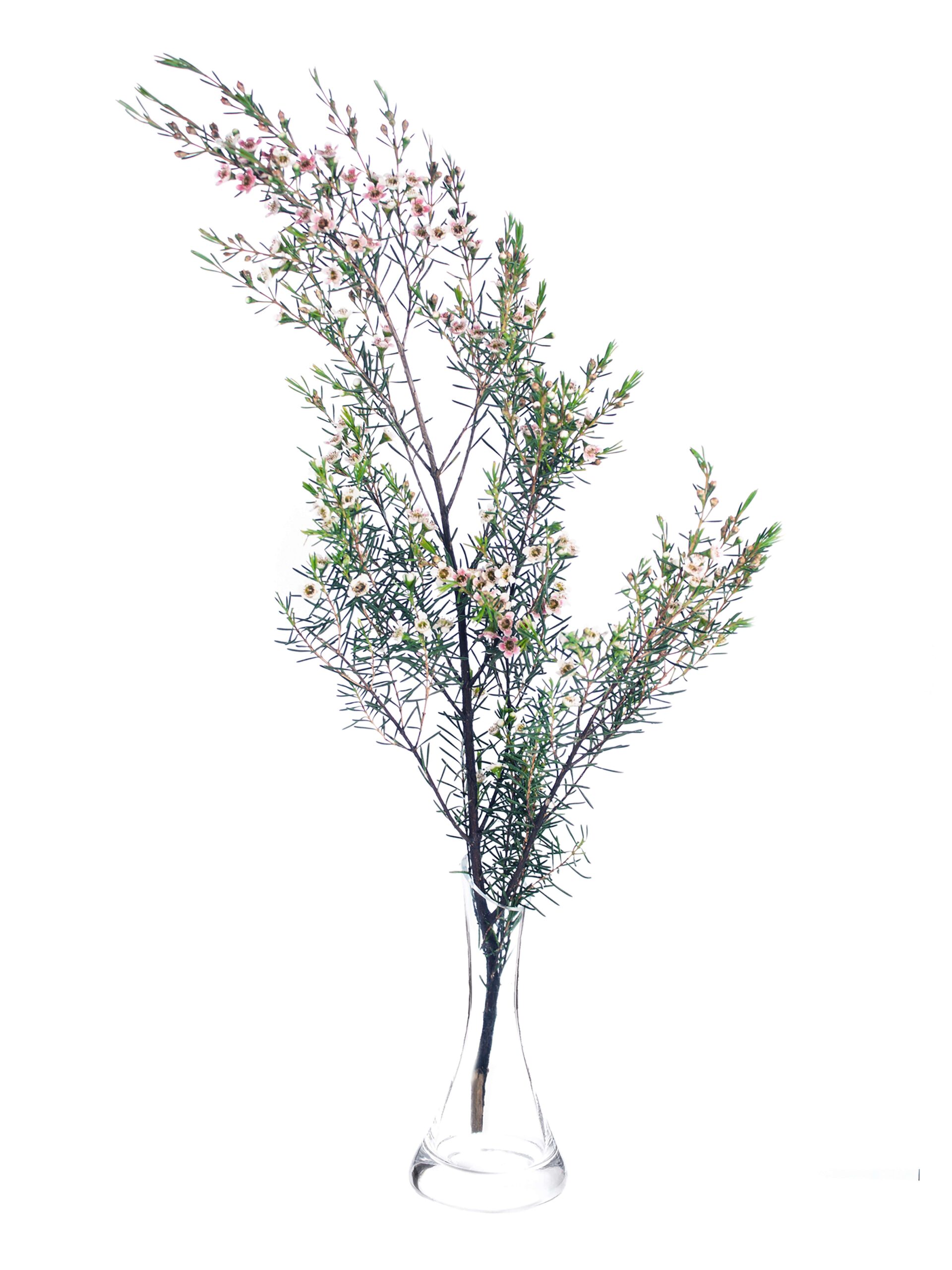 blumigo-blattwerk-und-bindegr-n-wachsblume-my-sweet-16-pink-wei-frisch image 3