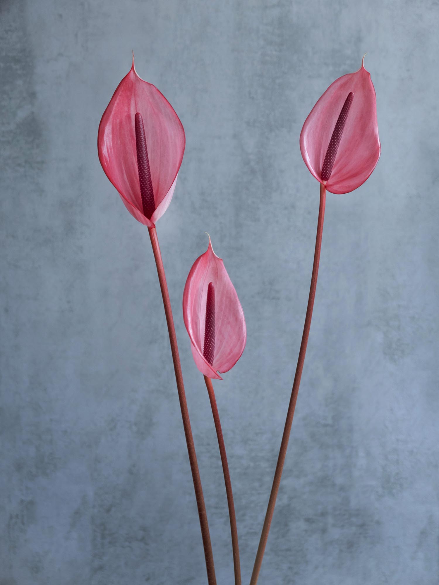 blumigo-blattwerk-und-bindegr-n-anthurie-xavia-schnittblume-pink image 5