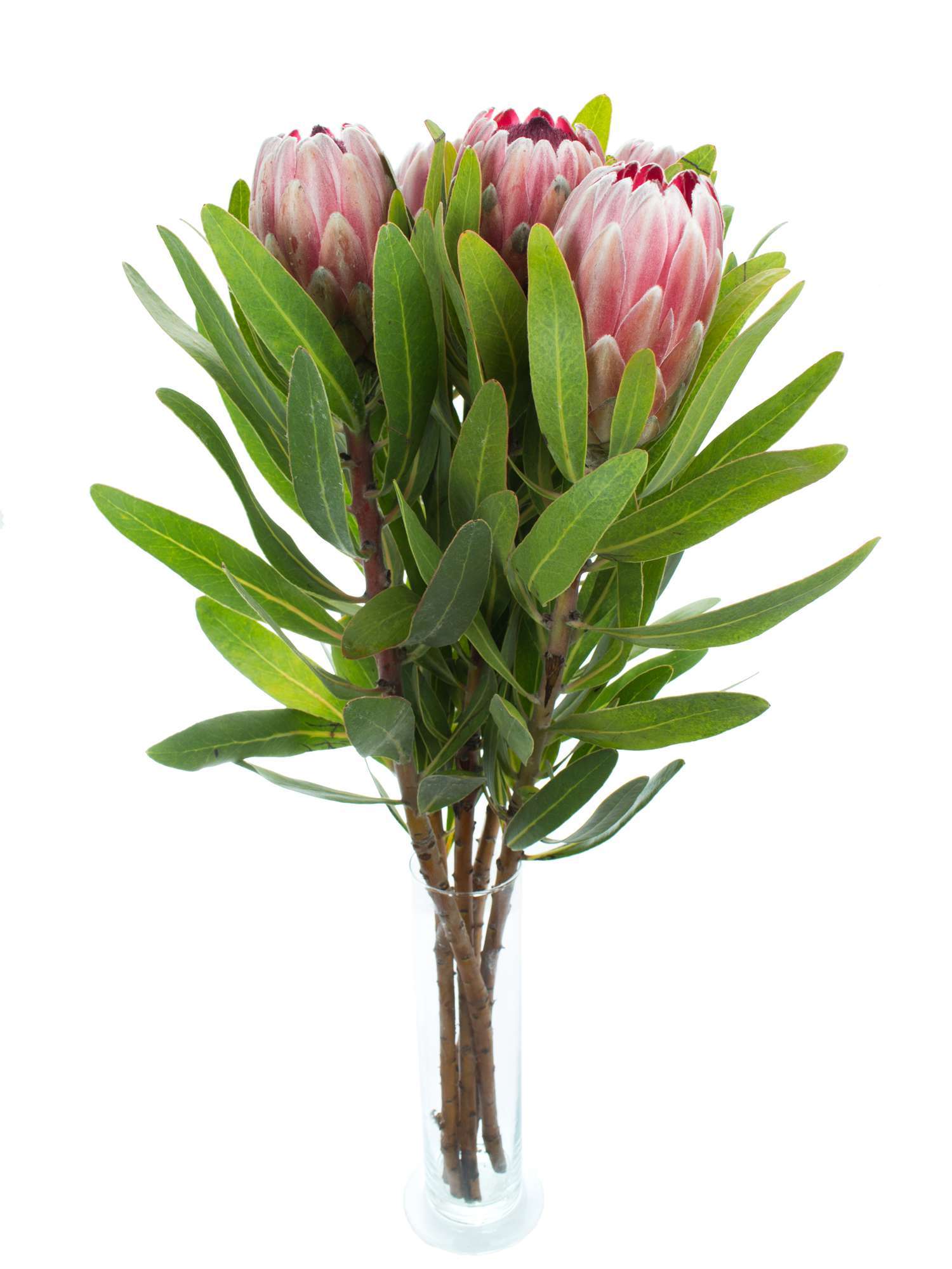 blumigo-proteen-protea-pink-ice-schnittblume-rosa image 2