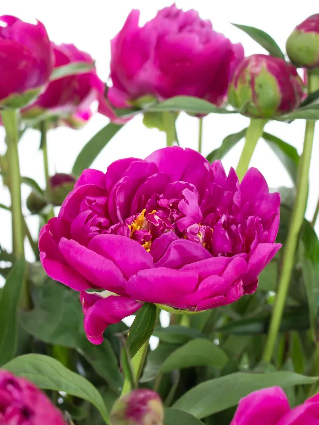 blumigo-karl-rosenfield-pfingstrose-pink-violett-schnittblume image 1