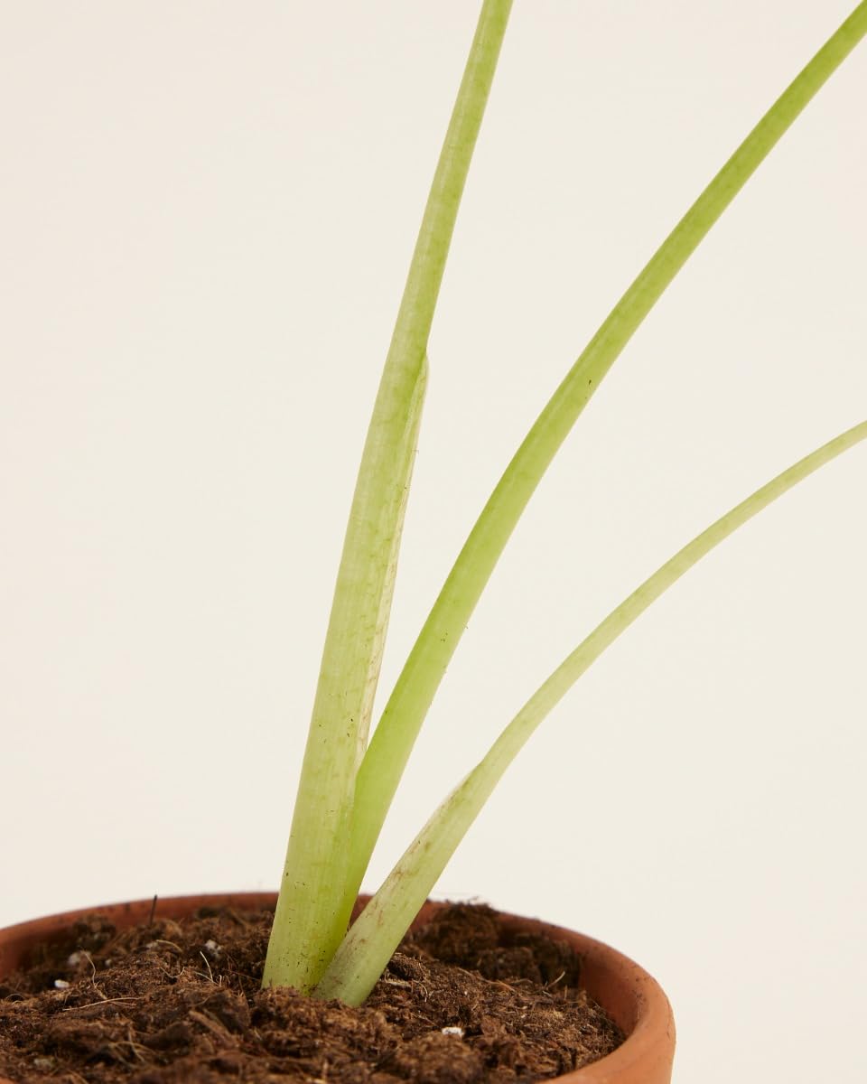 plnts-babyplnts-alocasia-golden-lutea-babypflanze-10cm image 4