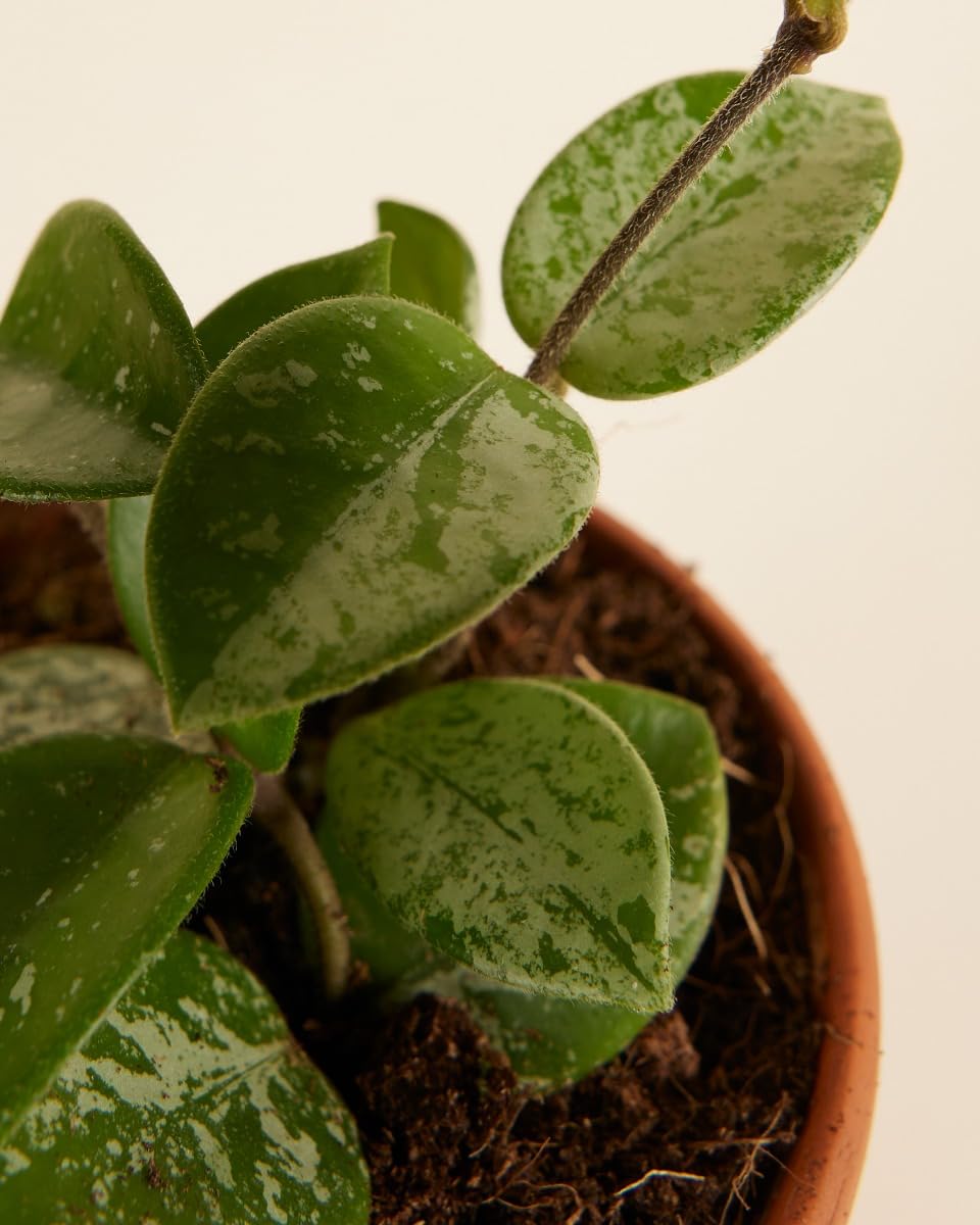 plnts-babyplnts-hoya-mathilde-zimmerpflanze-6cm-topf-wachsblume image 3