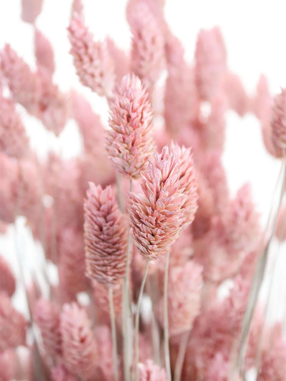 blumigo-phalaris-glanzgr-ser-trockenblumen-rosa-gefrostet image 1