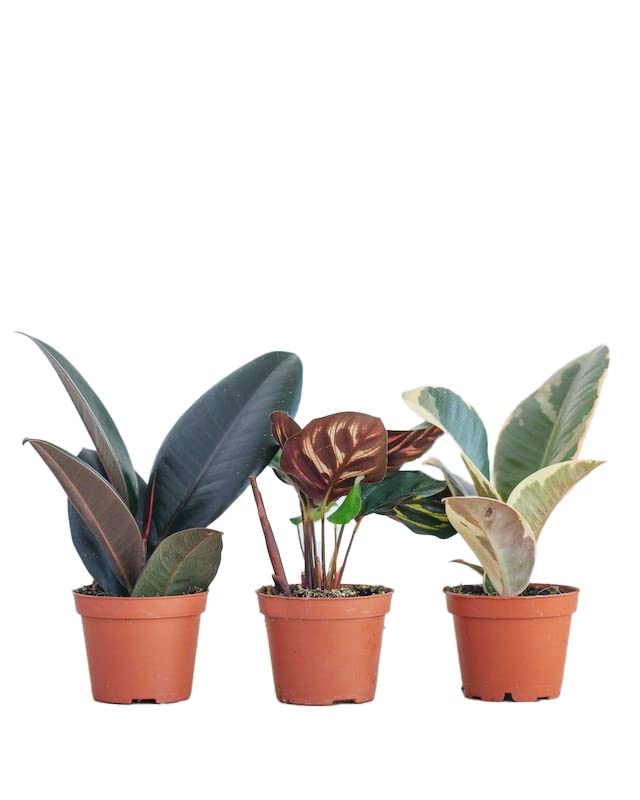 plnts-rareplnts-ficus-calathea-zimmerpflanzen-3er-set-6-cm image 6