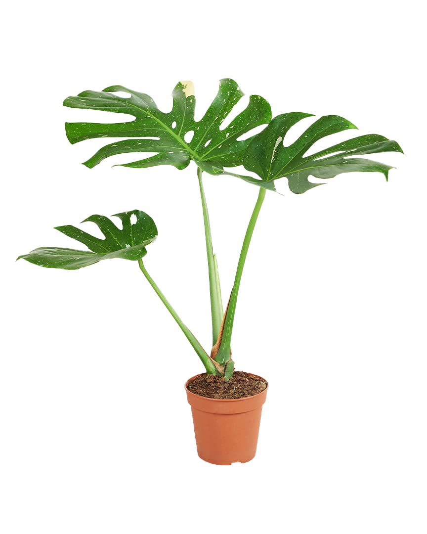 plnts-rareplnts-monstera-thai-constellation-60cm-15cm-topf image 1