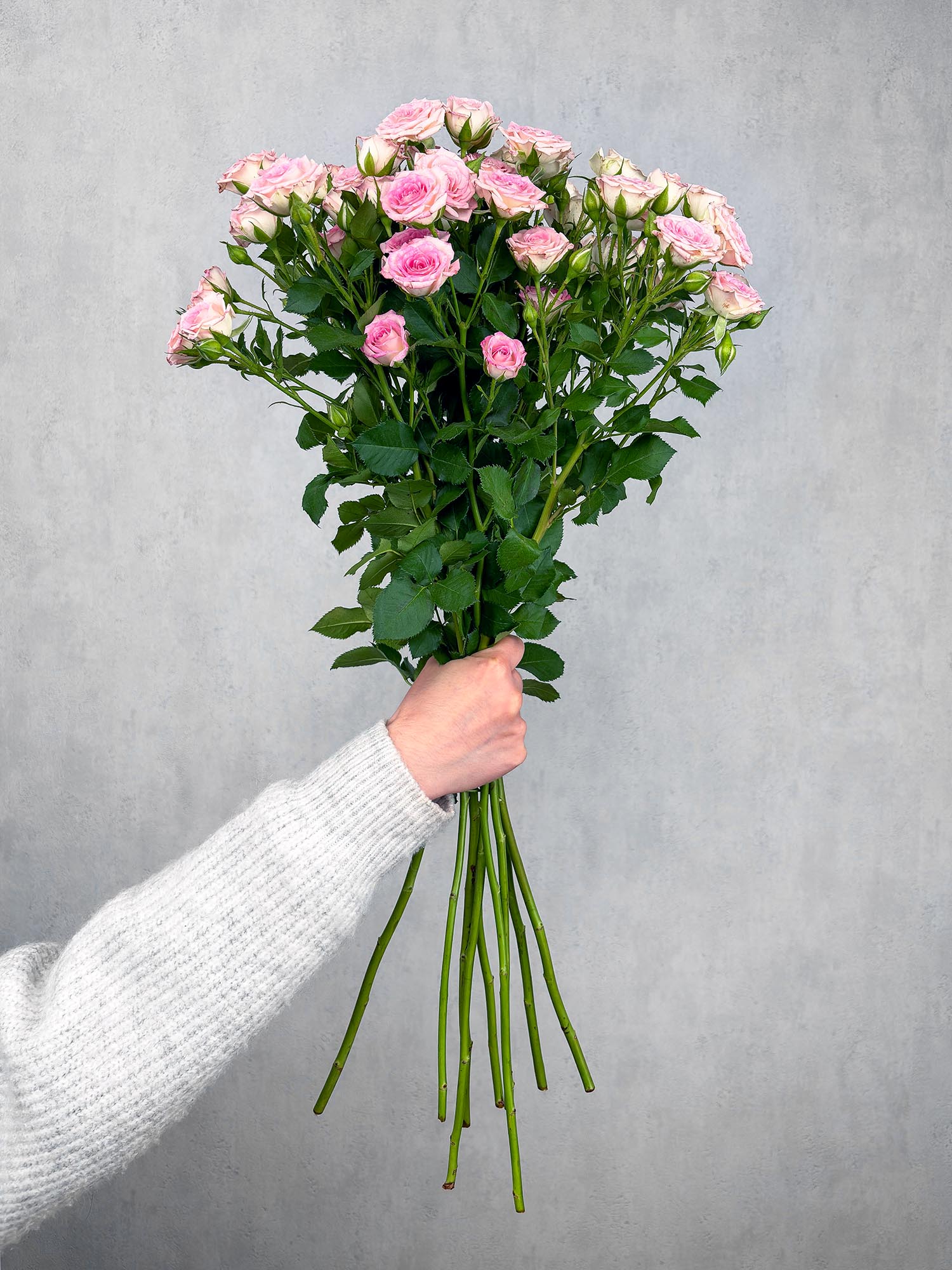 blumigo-rosen-creamy-twister-rosa-wei-verzweigt image 2