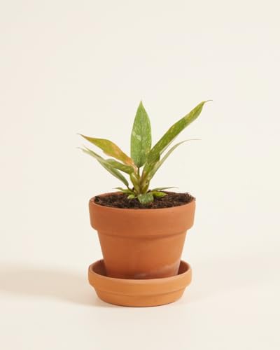 plnts-babyplnts-philodendron-ring-of-fire-zimmerpflanze-6cm-topf image 8