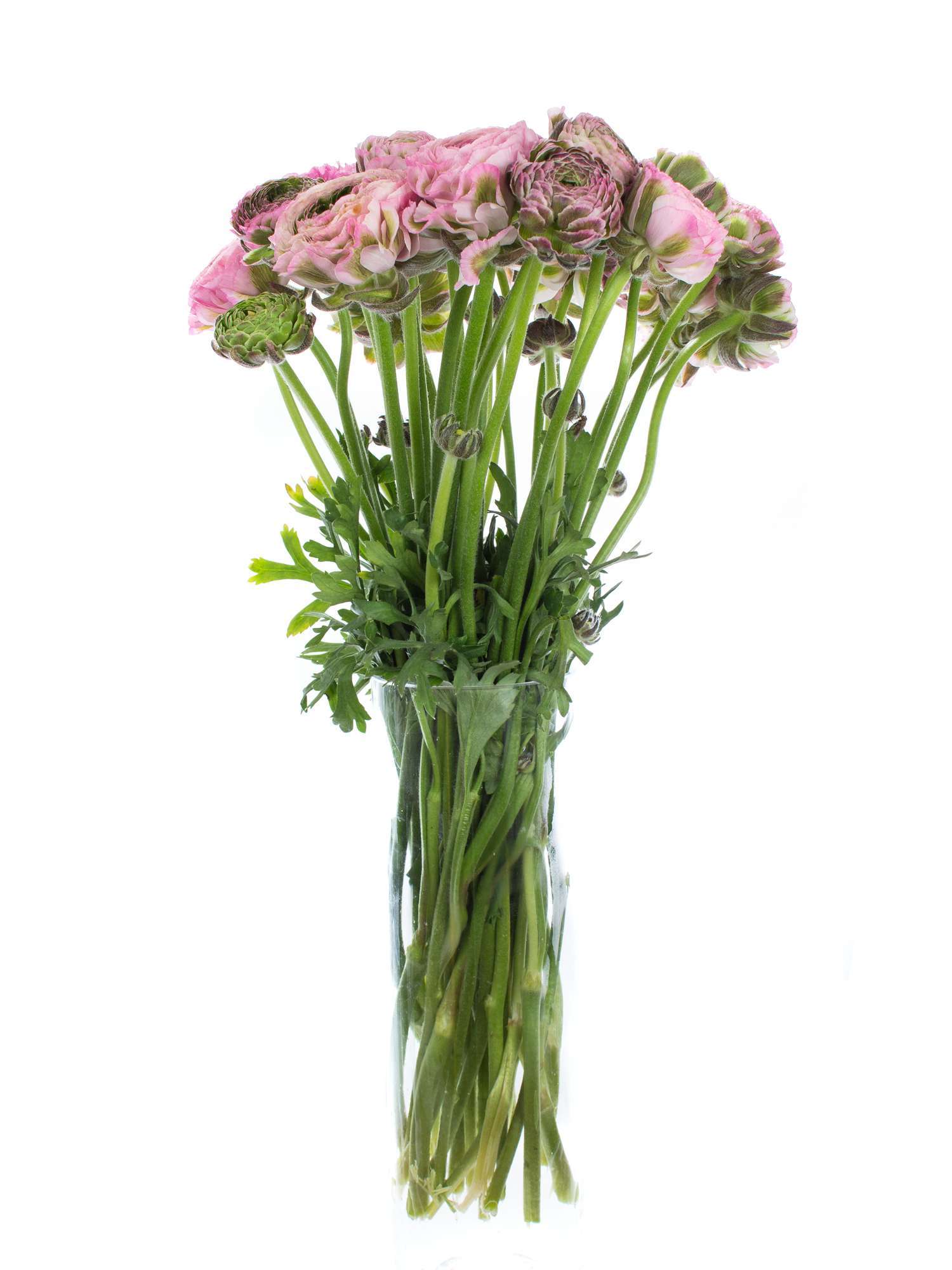 blumigo-ranunkeln-xl-ponpon-hermione-rosa-gr-ne-ranunkeln-stiel image 2
