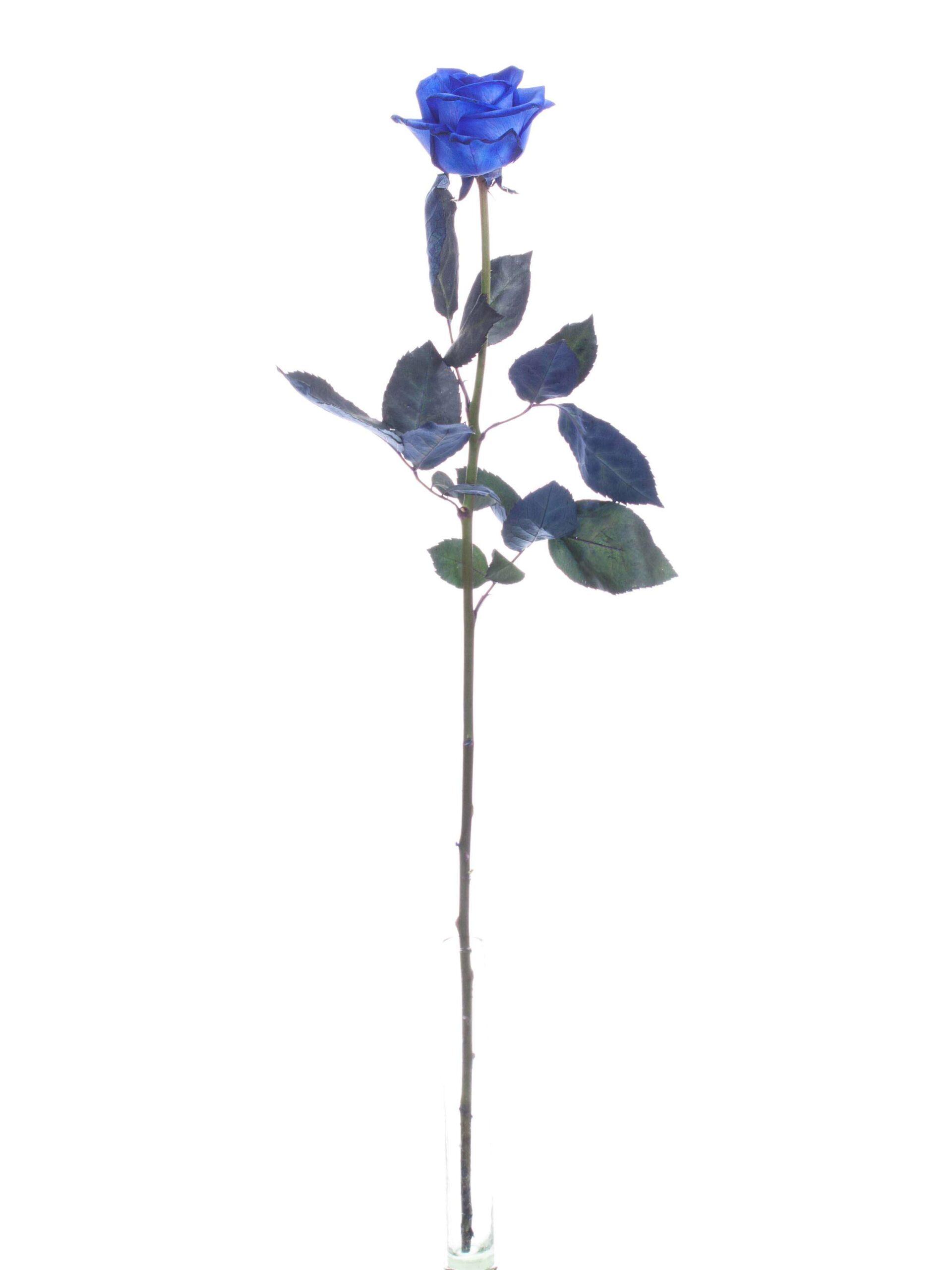 blumigo-rosen-vendela-blau-gef-rbte-rosen-blau image 3