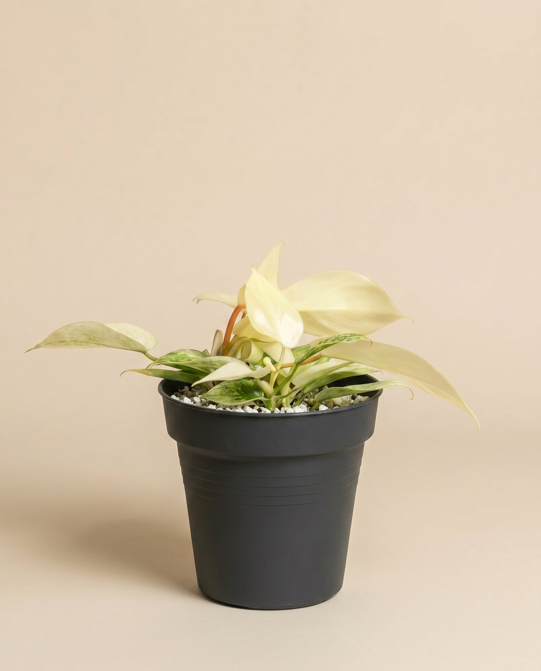 feey-variado-philodendron-florida-ghost-ohne-bertopf image 3