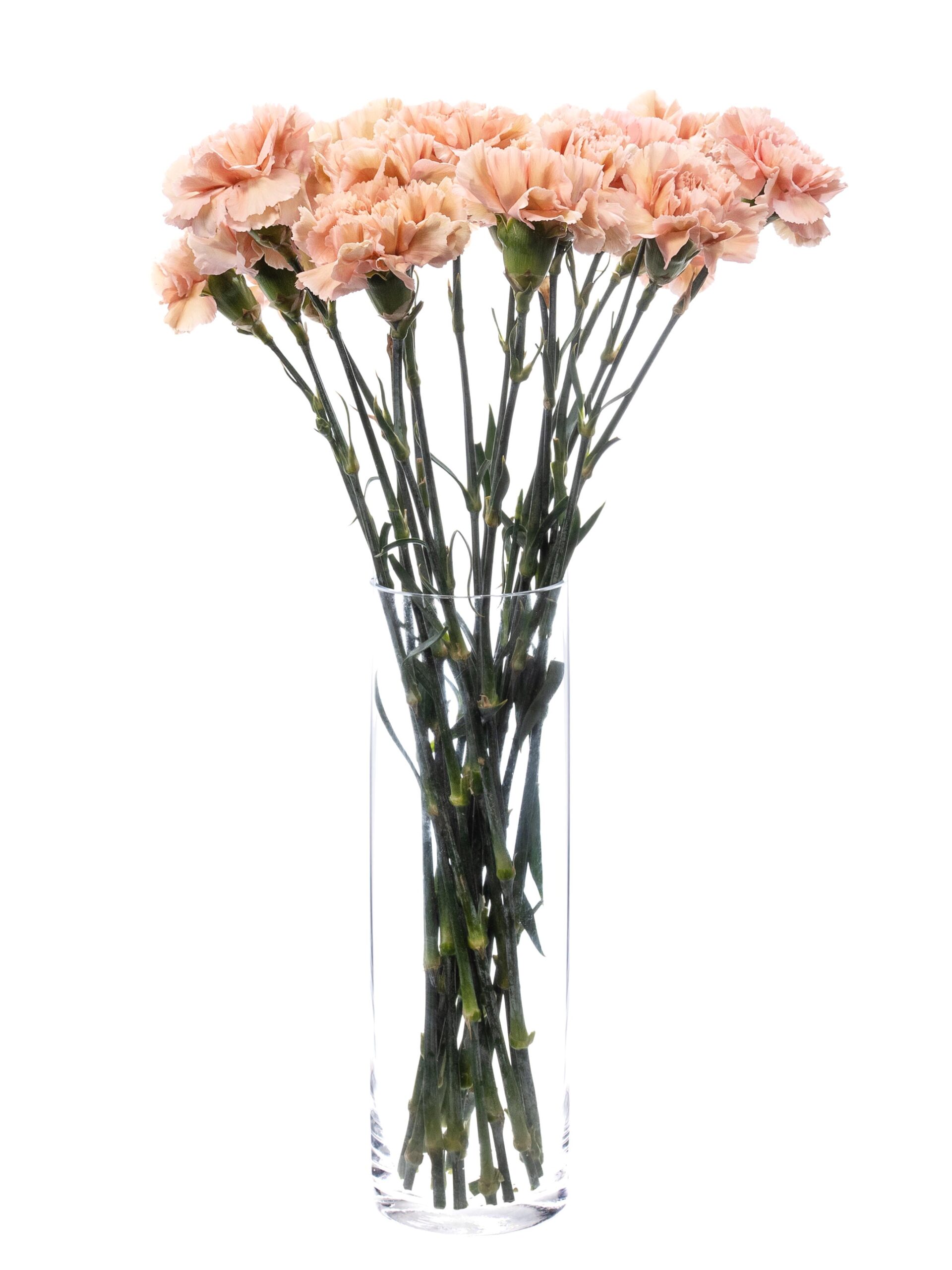 blumigo-nelken-edelnelken-caramel-schnittblume-creme-beige image 3