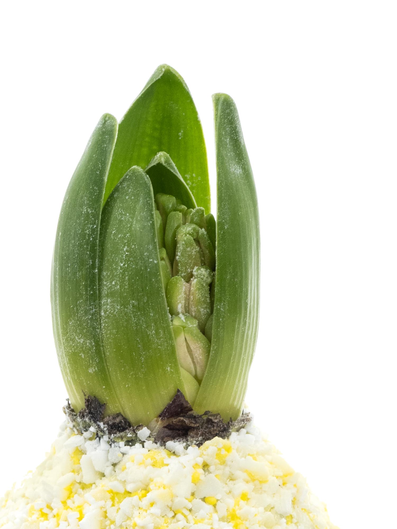 blumigo-fr-hlingsknollen-gewachste-hyazinthe-gelb-wei image 2