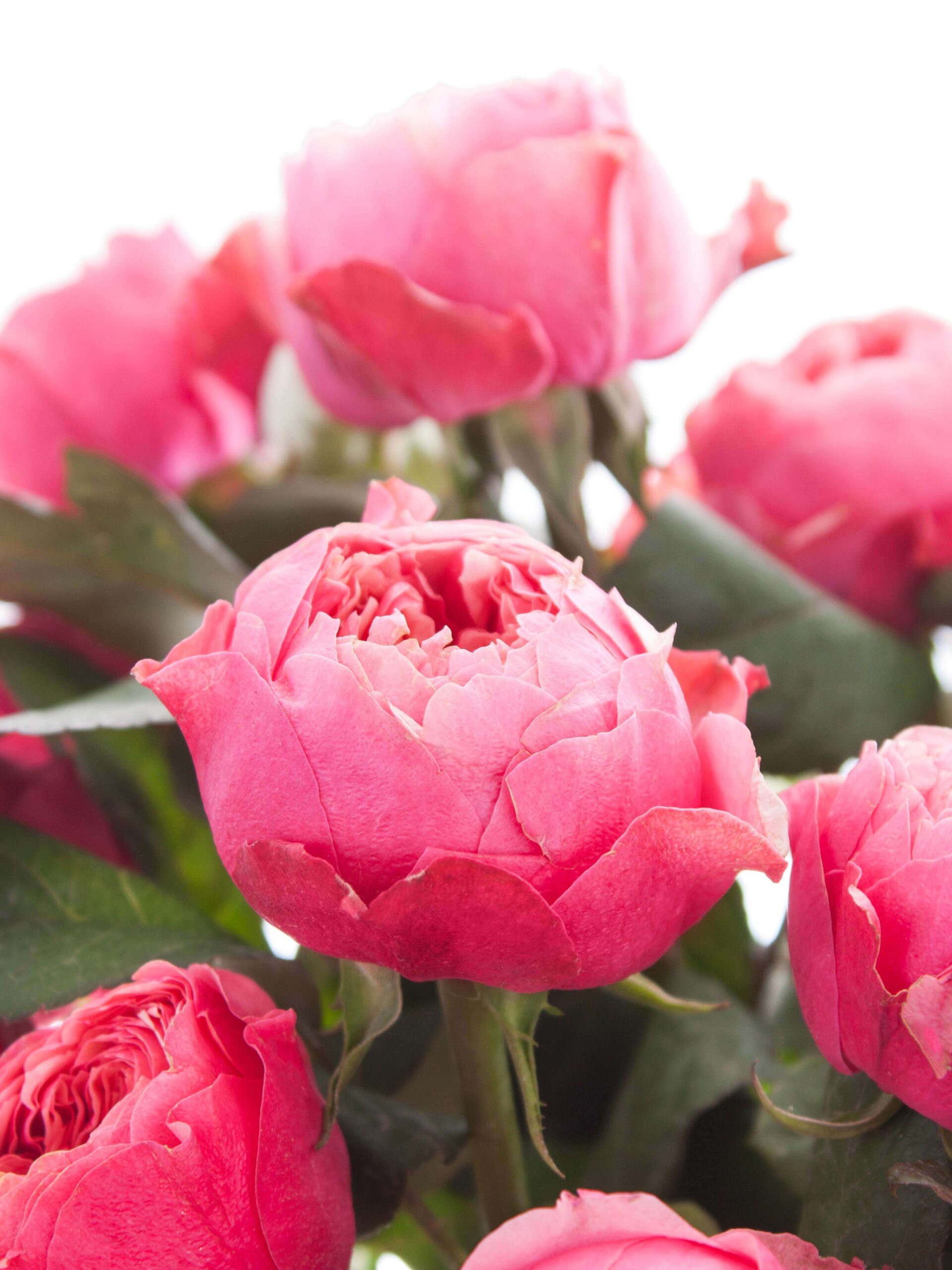 blumigo-rosen-vuvuzela-cerise-korall-pink-einzelstiel image 1