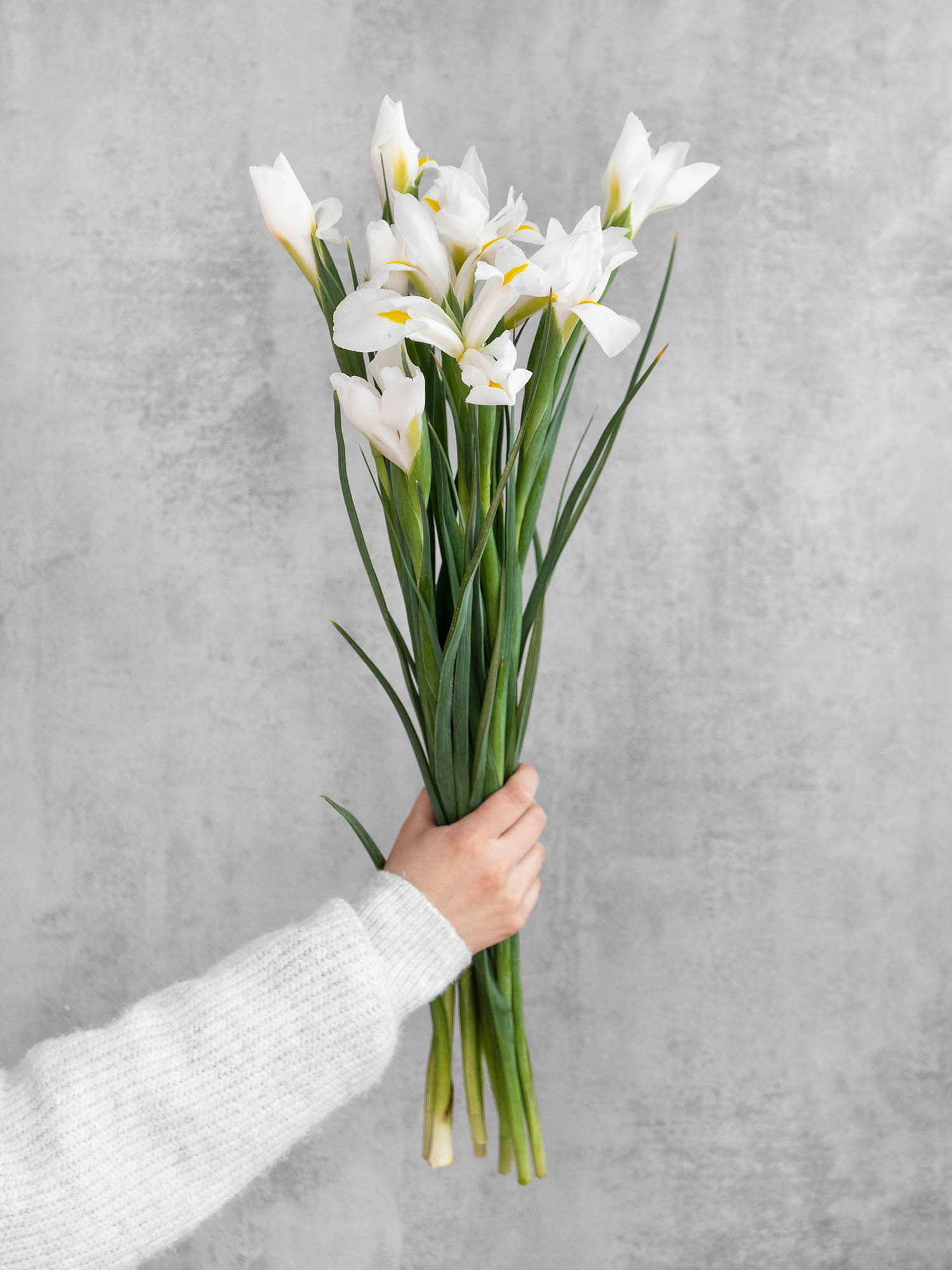 blumigo-blattwerk-iris-casablanca-wei-schnittblume image 2