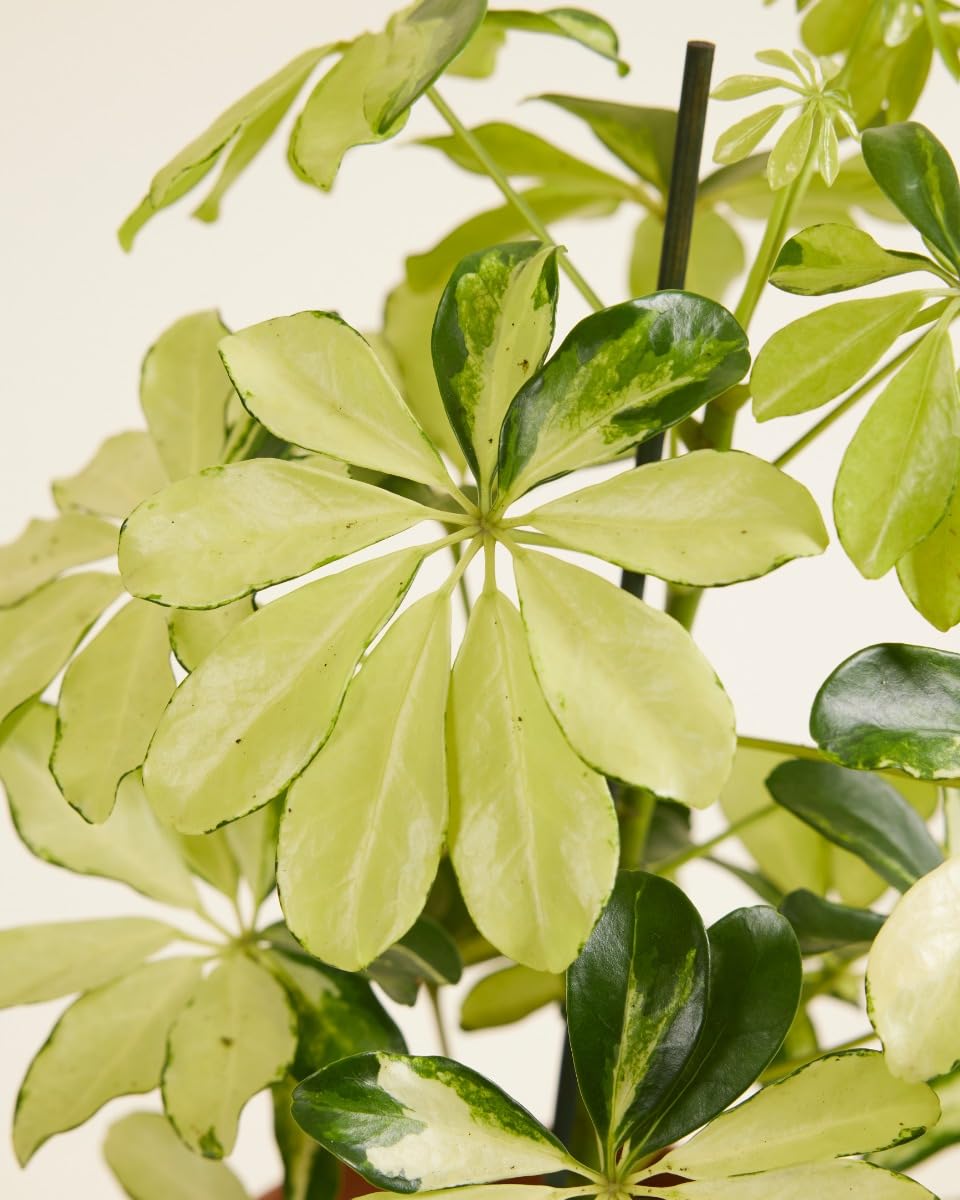 plnts-schefflera-melanie-fingeraralie-zimmerpflanze-13cm image 3
