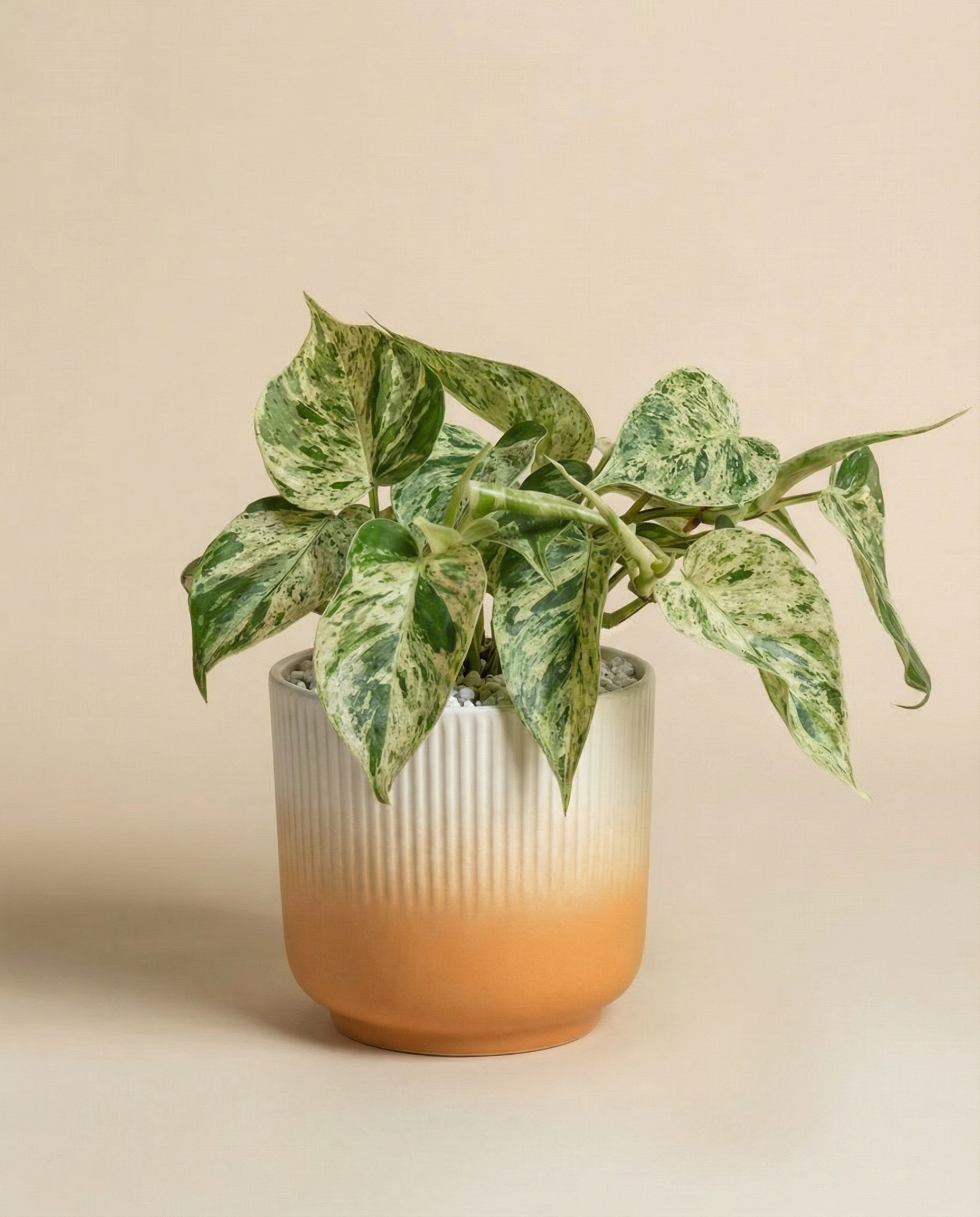 feey-variado-philodendron-oxycardium-variegata-zimmerpflanze-ohne-bertopf image 7