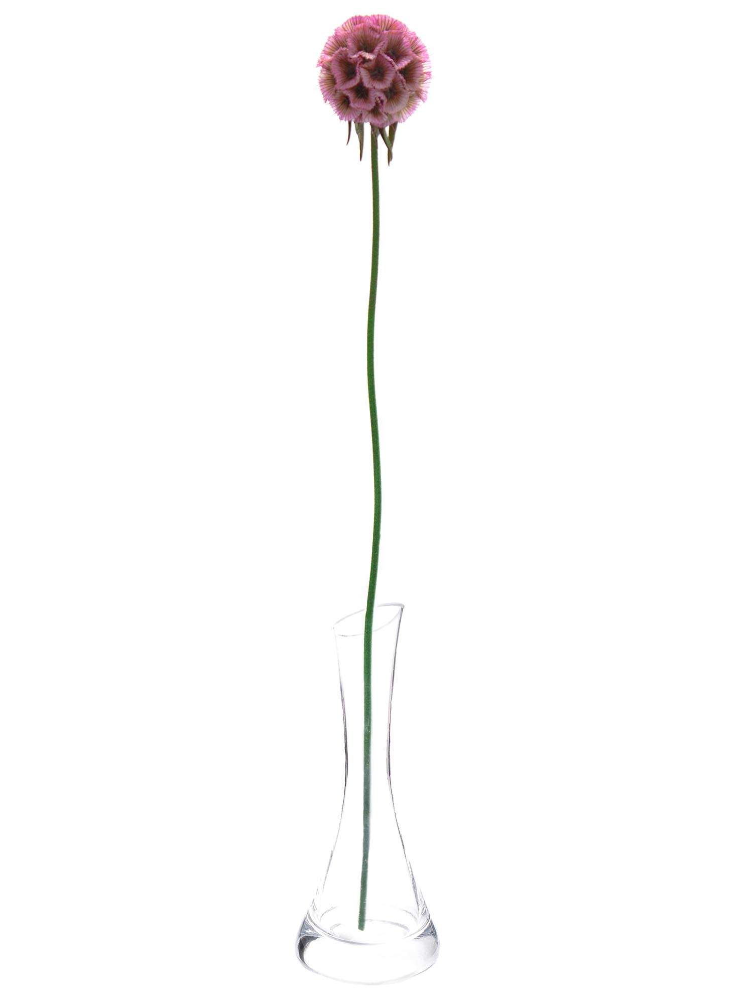 blumigo-trockenblumen-skabiosen-trockenblume-pink image 3