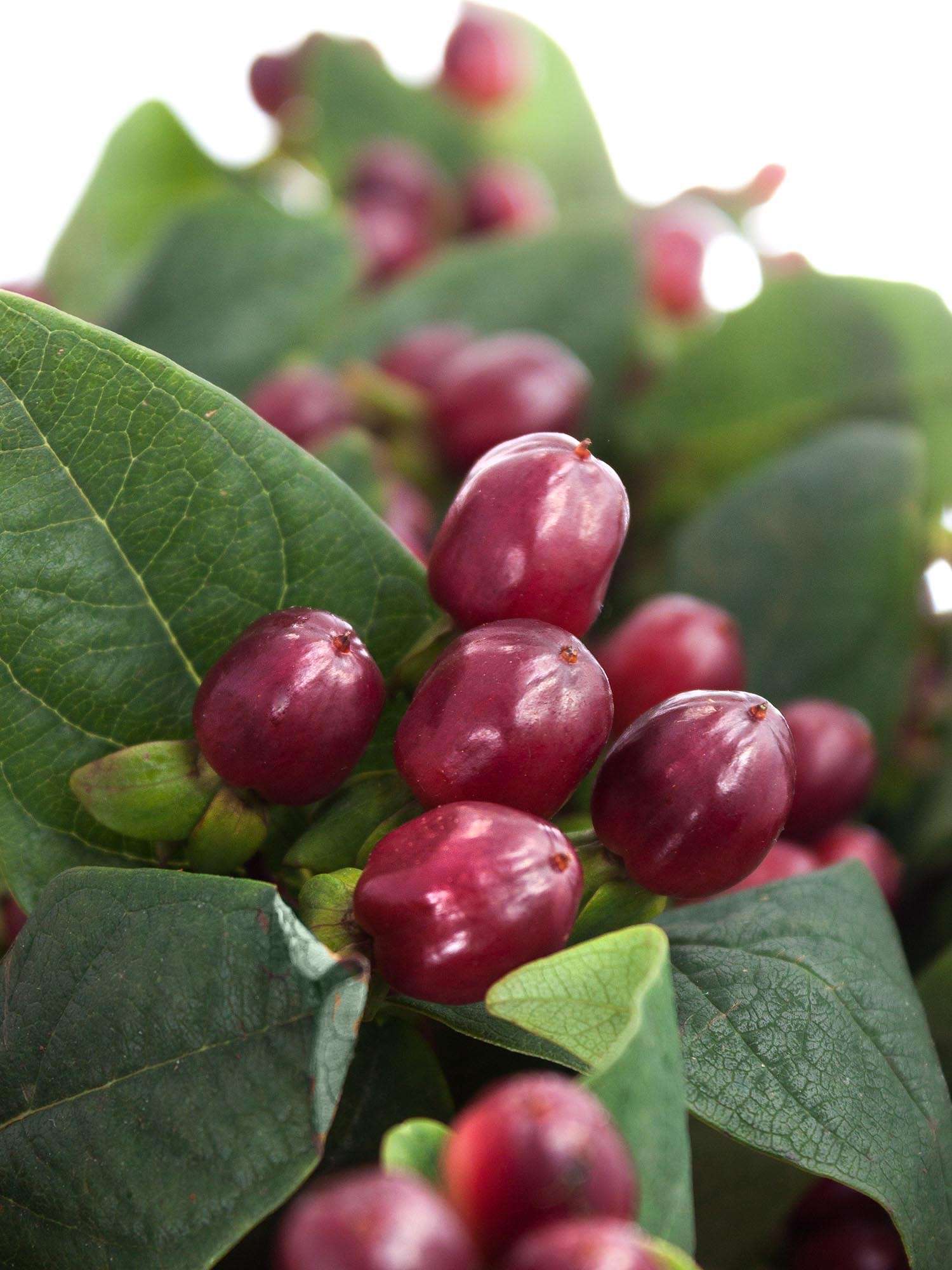 blumigo-hypericum-true-romance-schnittgr-n-dunkel-rot image 1